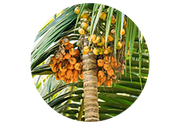 Arecanut