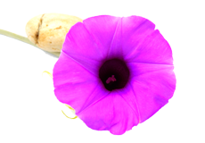 Himalaya Speman - 120 Tablets – Himalaya Wellness (Italy - Foto 10